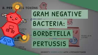 Gram Negative Bacteria Bordetella Pertussis [upl. by Werdn909]