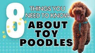 8 things you need to know about Toy Poodles [upl. by Patty817]