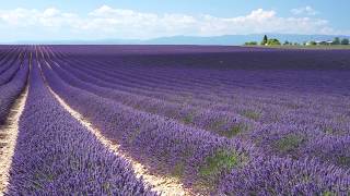 doTERRA® Lavender Oil Uses and Benefits [upl. by Tolmach422]