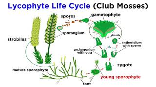 Lycophytes Early Vascular Plants [upl. by Werra]