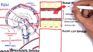 Bacterial Meningitis Pathophysiology [upl. by Ahsetel]