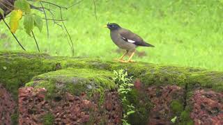 Jungle Myna  Acridotheres Fuscus [upl. by Uyr]