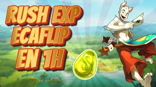 RUSH EXP DOFUS UNITY EN 1 HEURE  ECAFLIP [upl. by Manton673]