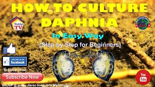 HOW TO CULTURE DAPHNIA In Easy Way [upl. by Dzoba]