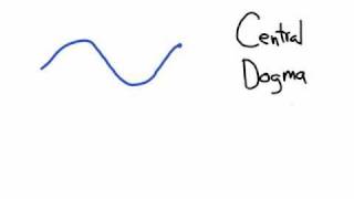 The Central Dogma Transcription and Translation [upl. by Siwel]