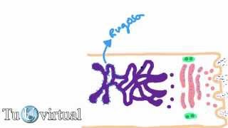 Fisiología  Funcion del retículo endoplasmico RE y aparato de Golgi [upl. by Ddene315]