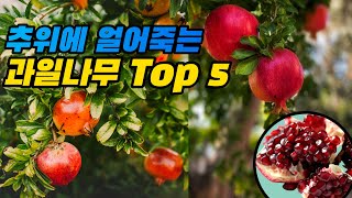 월동에 치명적인 과일나무 Top5 feat묘목구입전 필수시청 [upl. by Eade]