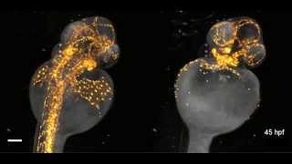 Beautiful imaging of zebrafish development [upl. by Zephan]