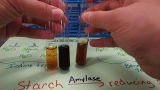 55  Salivary amylase experiment [upl. by Catrina]