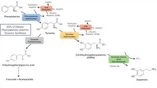 Catecholamine Biosynthesis Pathway [upl. by Anoek]