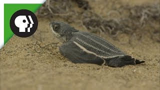 Leatherback Turtle Hatchlings Emerge from Sand [upl. by Eidnac754]