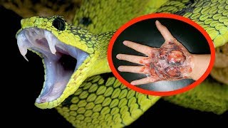 THE MOST VENOMOUS SNAKES In The World [upl. by Morie]