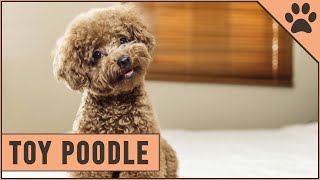 Toy Poodle Facts amp Toy Poodle Puppies [upl. by Stevens]