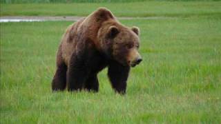 Katmai BIG Brown Bear Approaching  Close enough [upl. by Aiouqahs95]