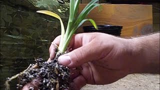 How to Grow Daylily Seeds  PART 5  Transplanting Seedlings [upl. by Urbannai]