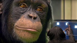 Chimp vs Human  Memory Test  BBC Earth [upl. by Jacobsohn491]